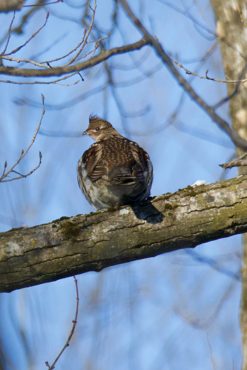 Ruffed Grouse - ML406170311