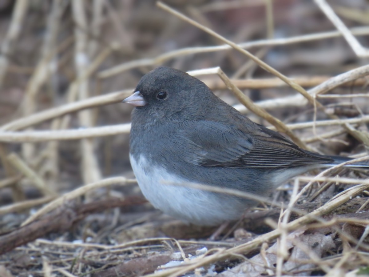 Dark-eyed Junco - ML406173021