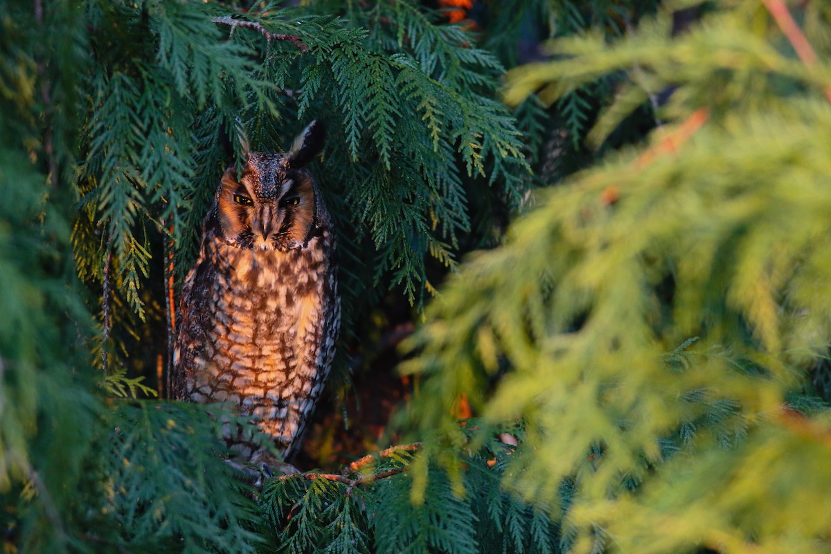 Long-eared Owl - ML406174251