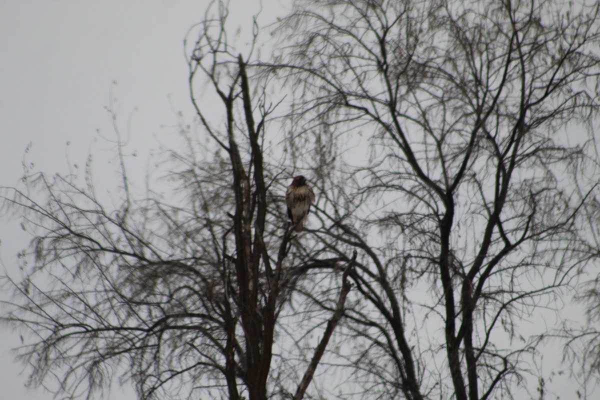 Red-tailed Hawk - ML406174391