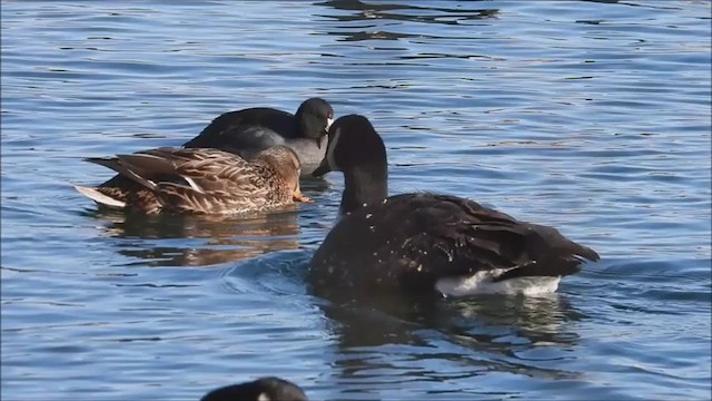 American Coot - ML406175211