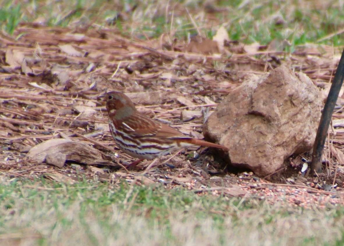 Fox Sparrow - ML406176951