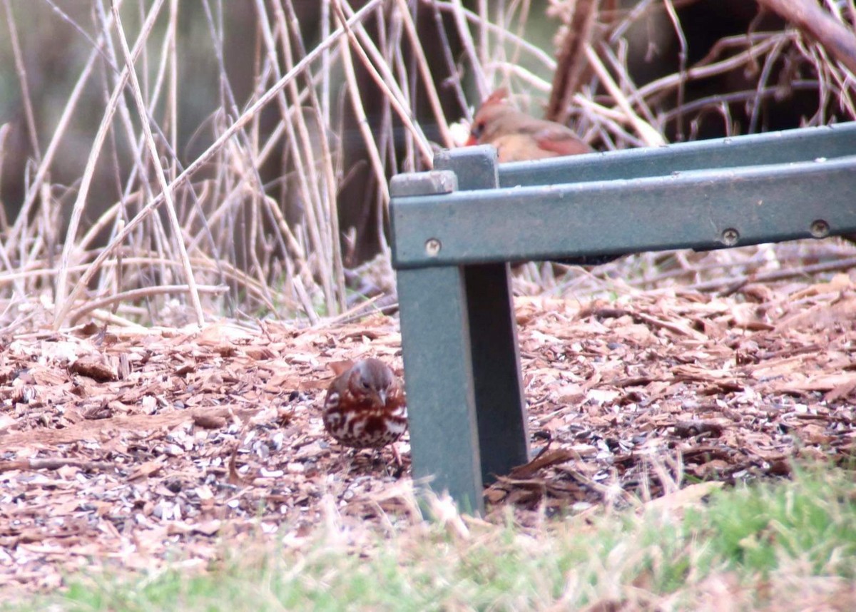 Fox Sparrow - ML406176961