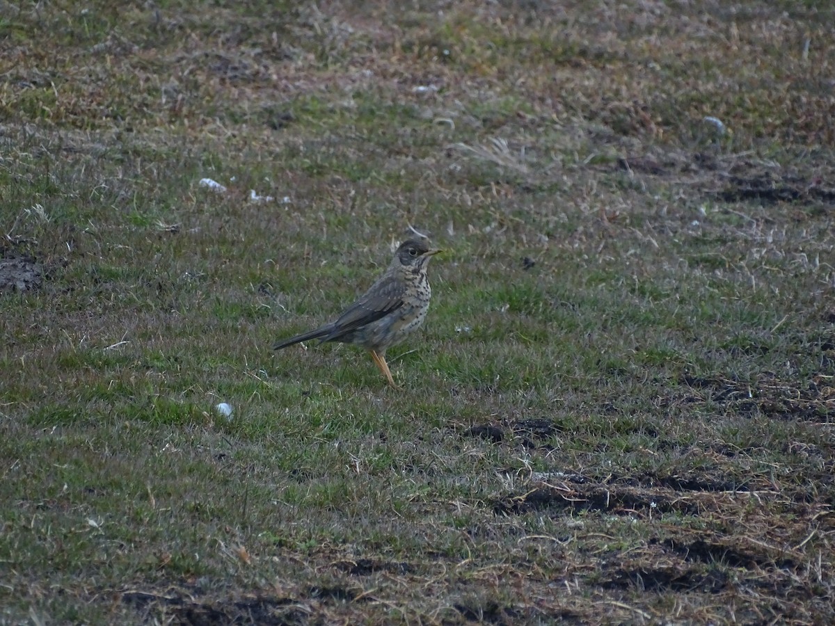 Austral Thrush - ML406177191