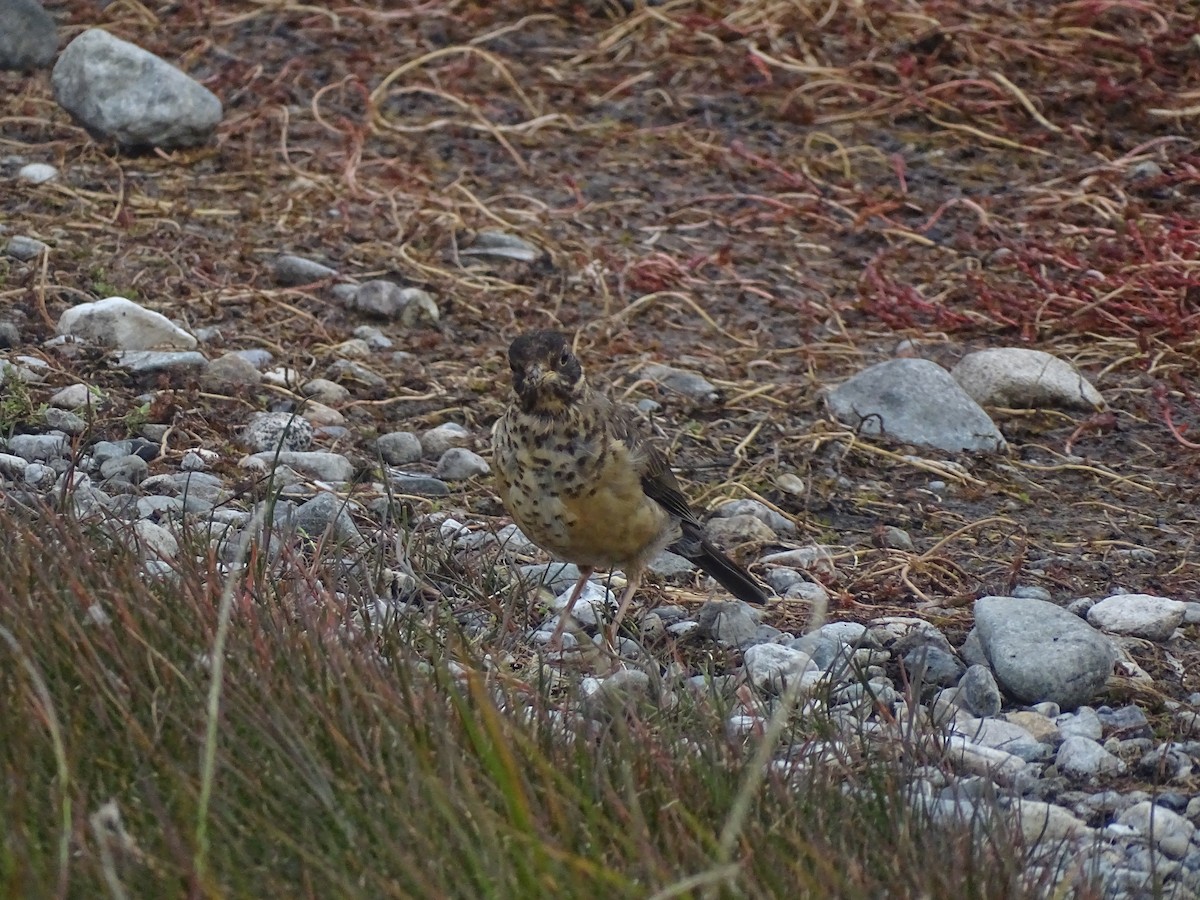 Austral Thrush - ML406177251