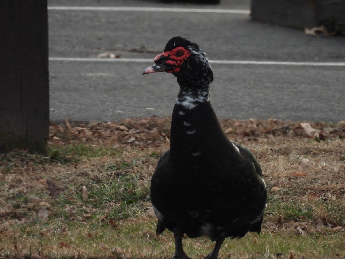 Muscovy Duck (Domestic type) - ML406178321