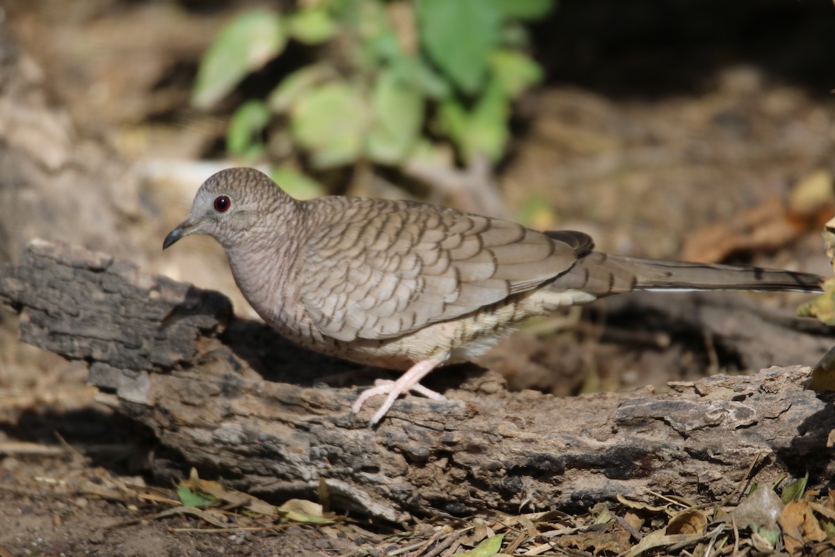 Inca Dove - Johannes Hogrefe