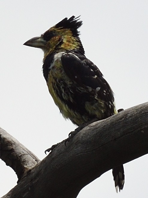 Crested Barbet - Colin Fisher
