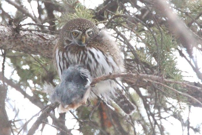 Northern Pygmy-Owl - ML406179871