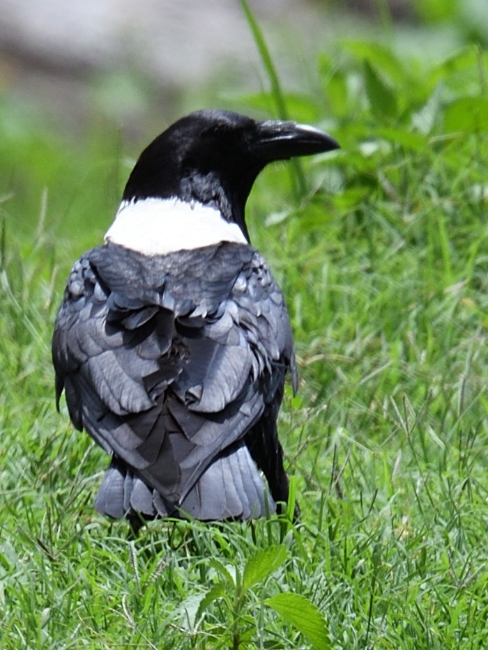 Pied Crow - ML406180341