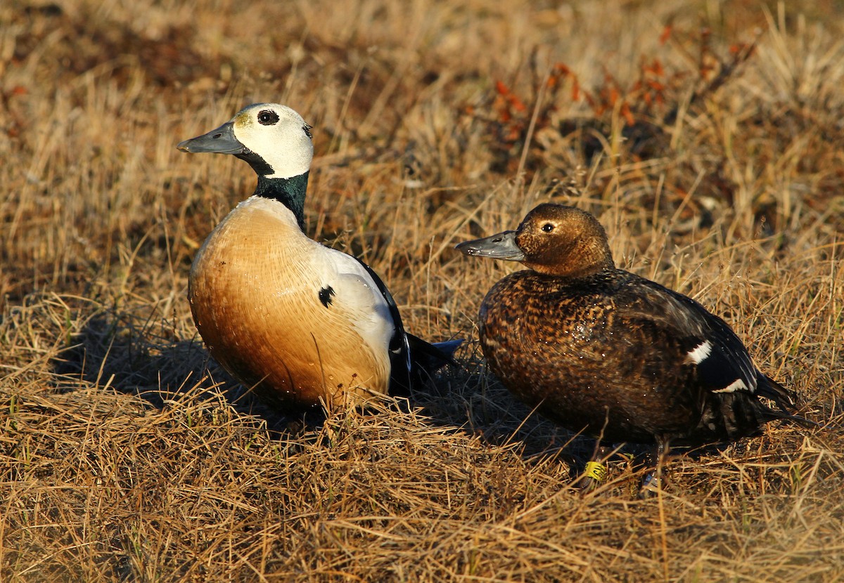 Steller's Eider - Andrew Spencer