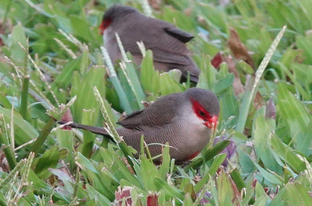 橫斑梅花雀 - ML406181651