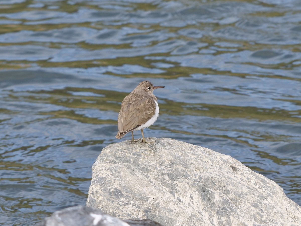 Spotted Sandpiper - ML406182291