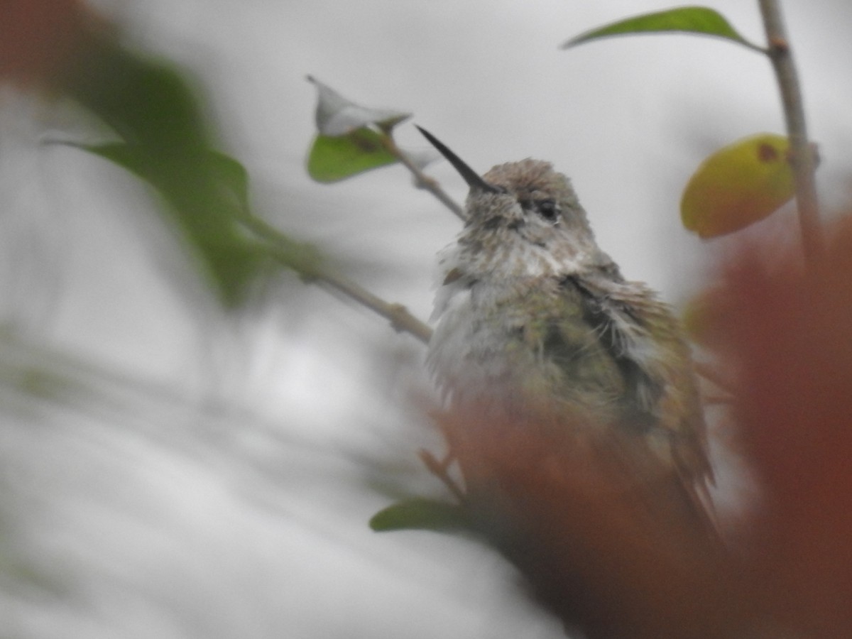 Calliope Hummingbird - Daniel Goyer