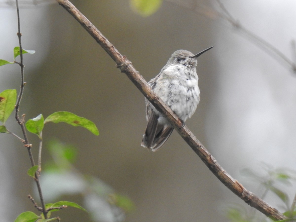 Calliope Hummingbird - Daniel Goyer