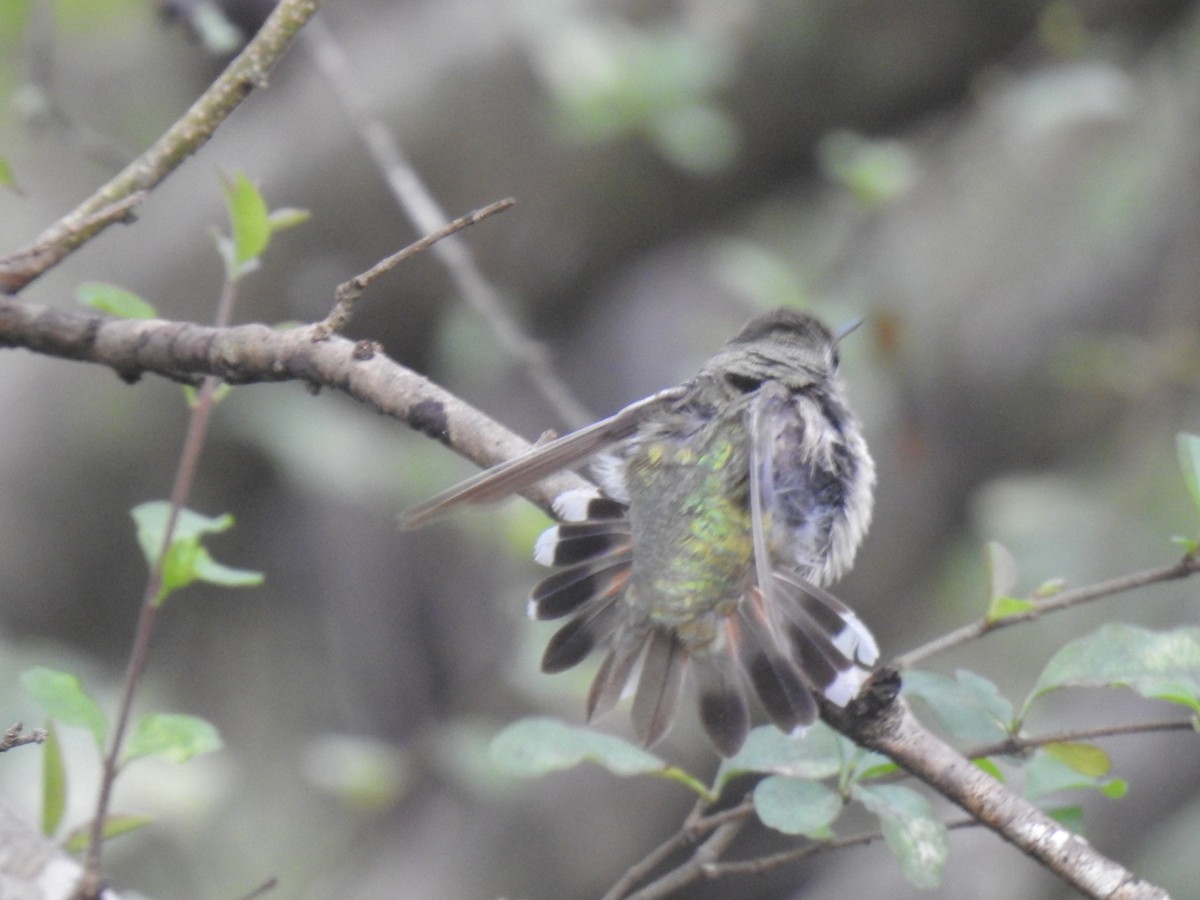 Calliope Hummingbird - Daniel Goyer