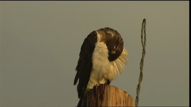 Swainson's Hawk - ML406183