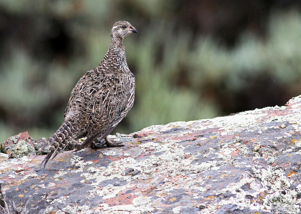 Gunnison Sage-Grouse - Andrew Spencer
