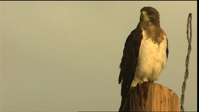 Swainson's Hawk - ML406185