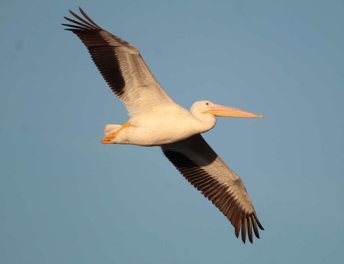 American White Pelican - Juli deGrummond