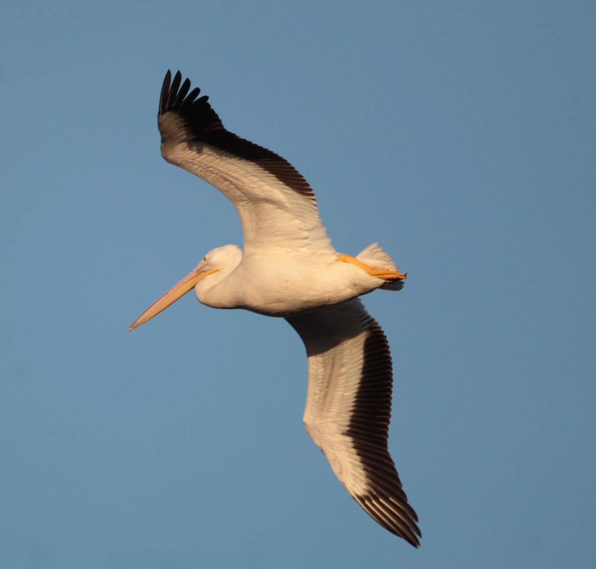American White Pelican - Juli deGrummond