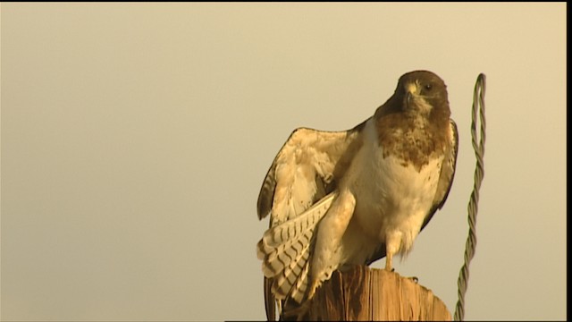 Swainson's Hawk - ML406186