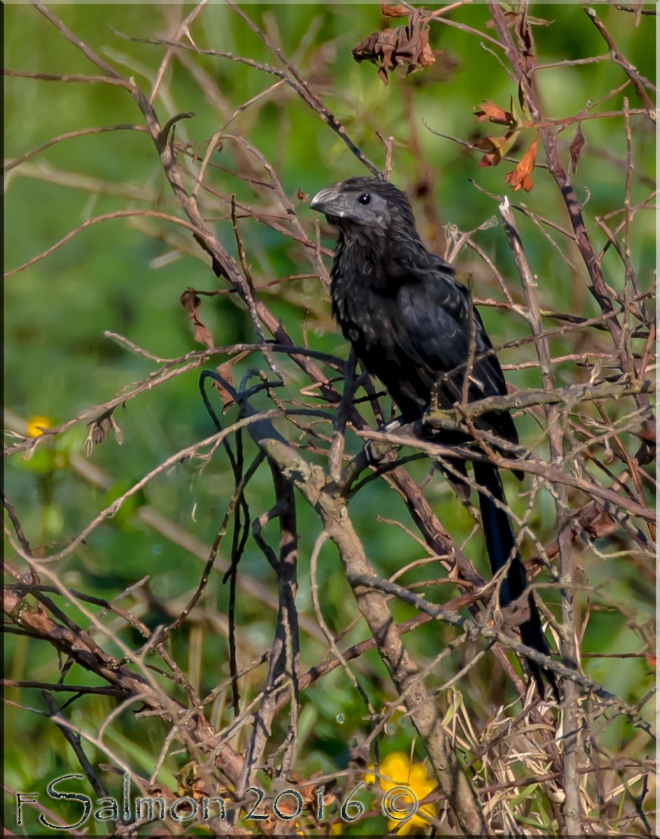 Groove-billed Ani - ML40618811