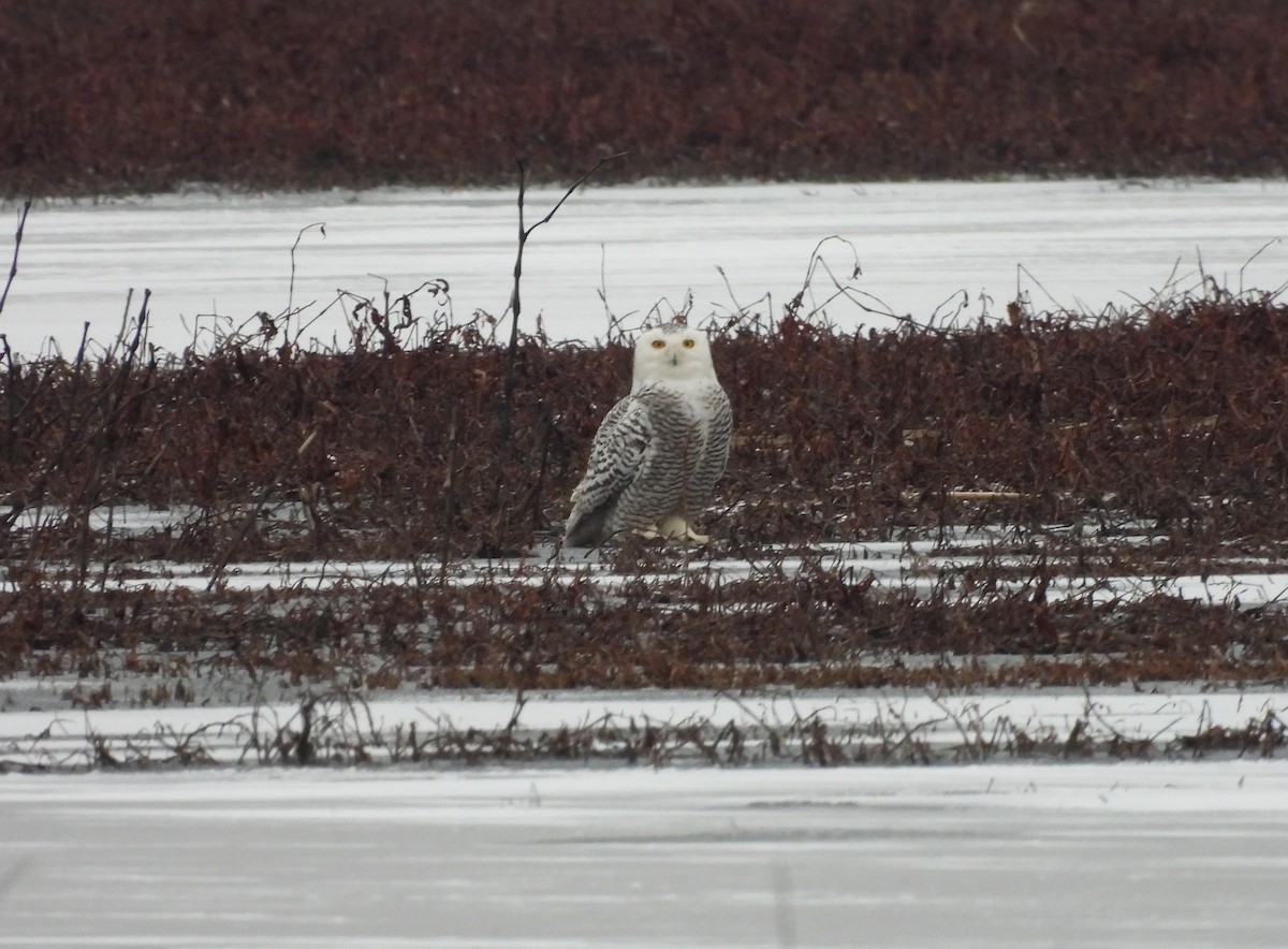 Snowy Owl - Jenny Young