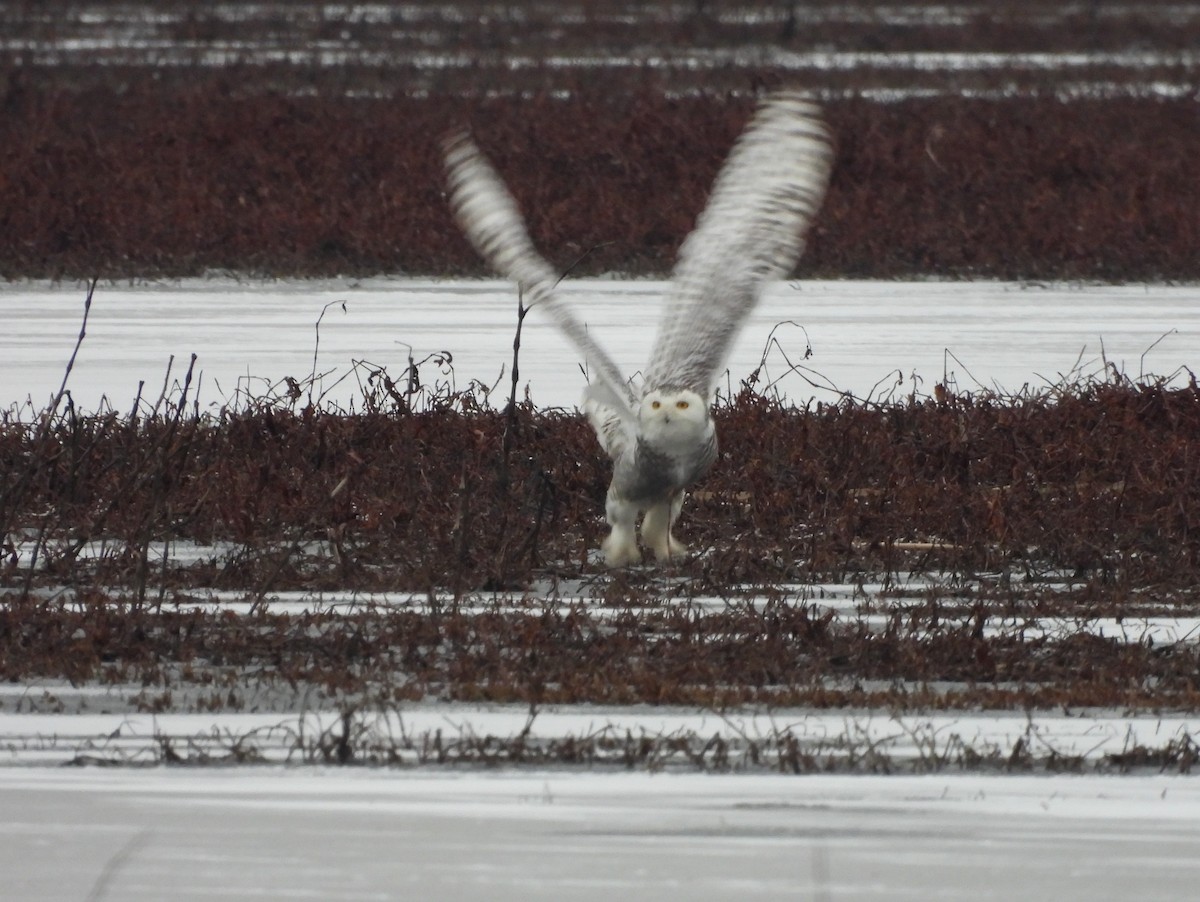 Snowy Owl - Jenny Young