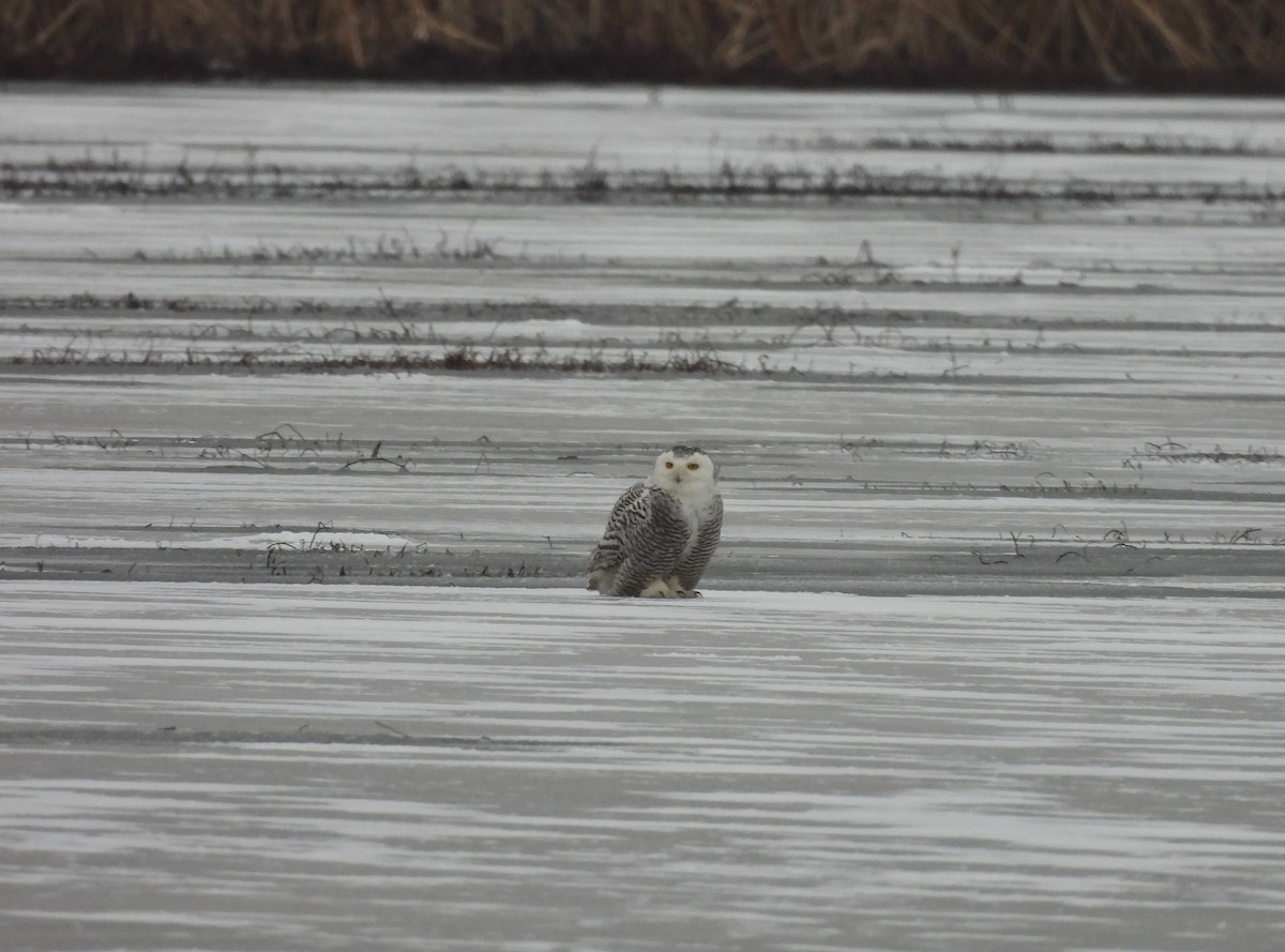 Snowy Owl - Jenny Young