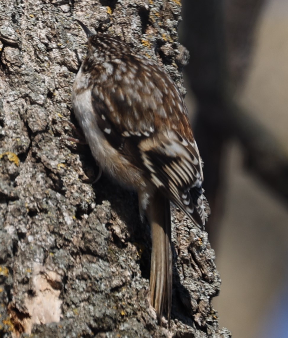 Brown Creeper - ML406188941