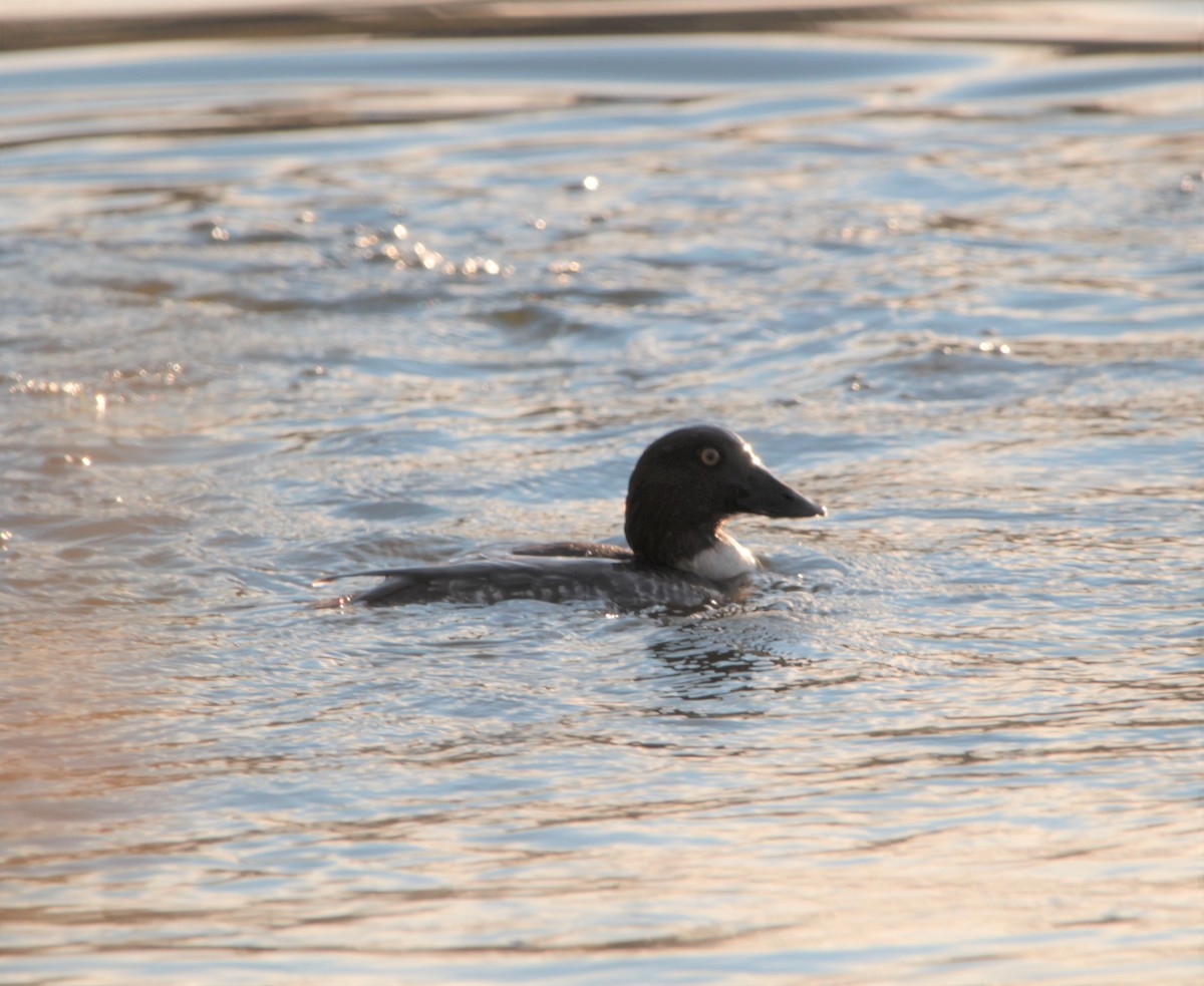 Common Goldeneye - ML406189471