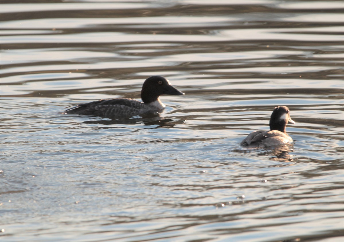 Common Goldeneye - ML406189811