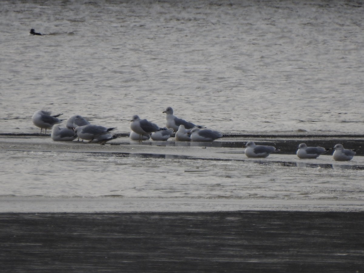 Ring-billed Gull - ML406189831