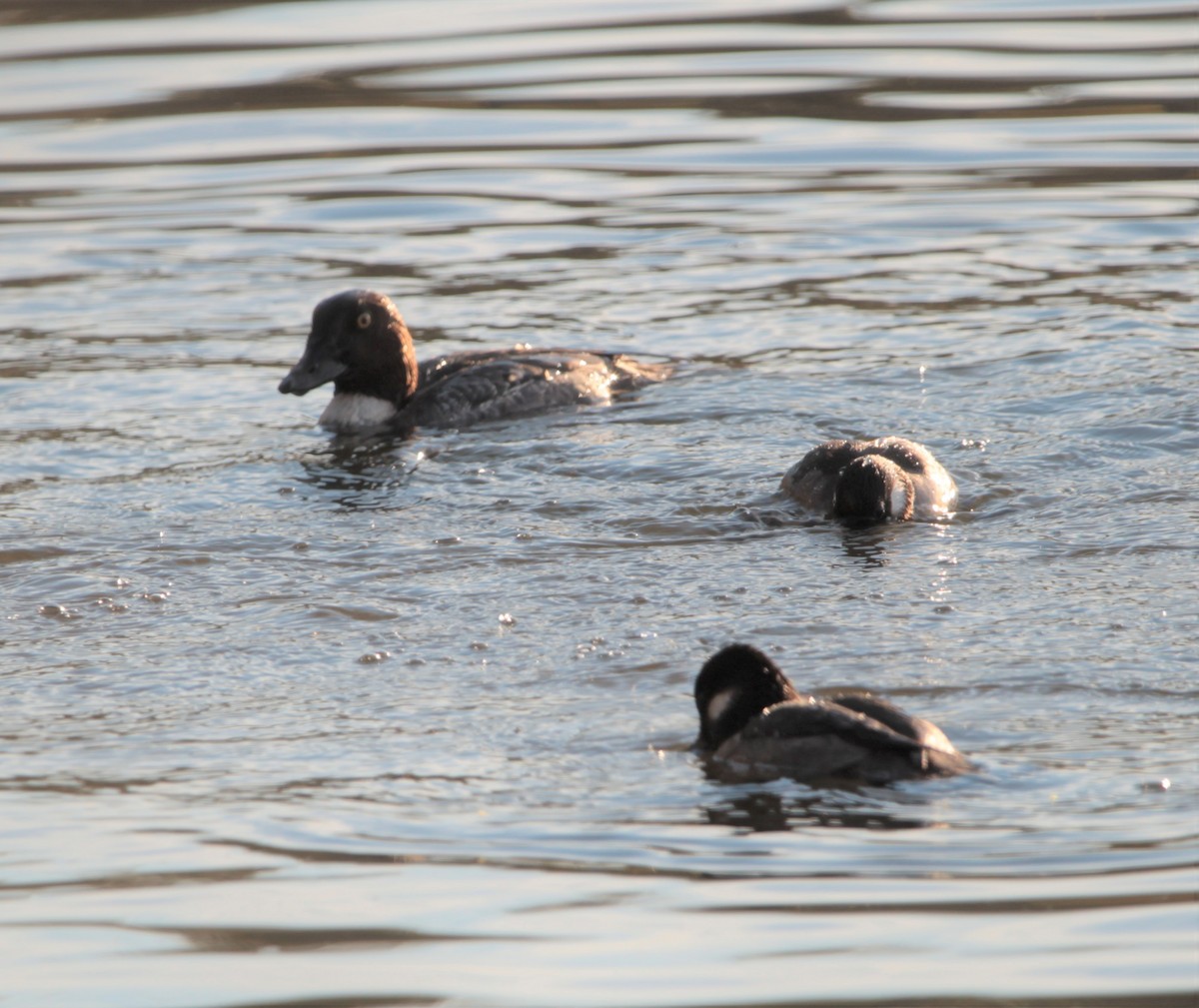 Common Goldeneye - ML406190201