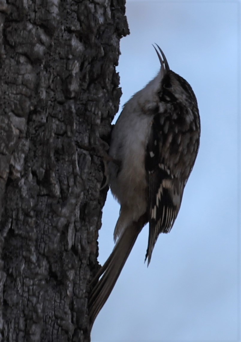 Brown Creeper - ML406191021