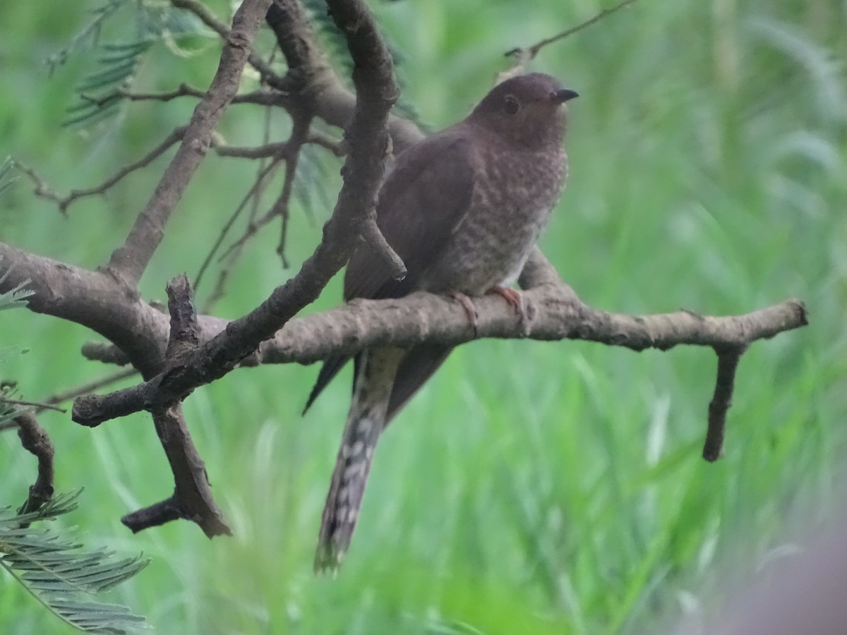 Fan-tailed Cuckoo - ML406191301