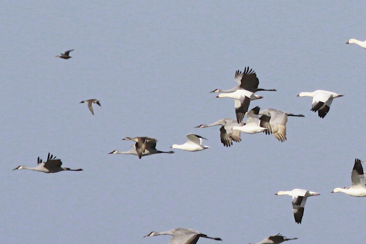 Oie de Ross - ML406192191