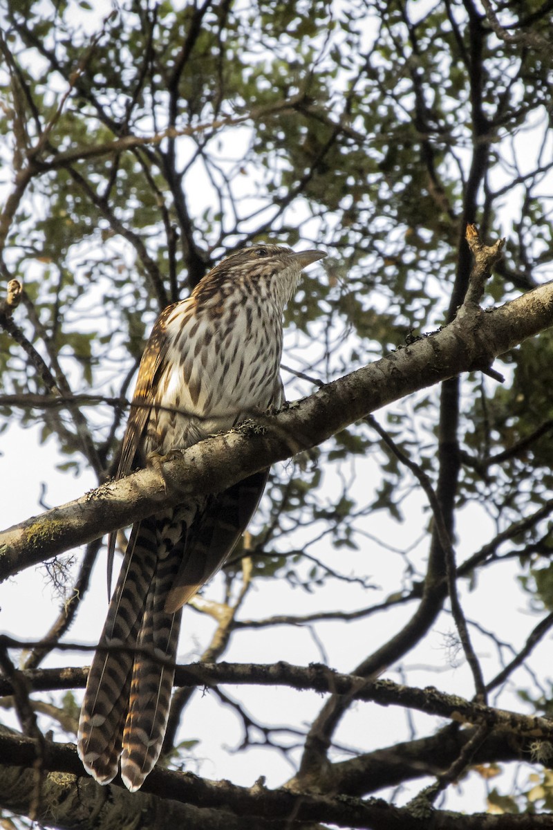 Long-tailed Koel - ML406192331