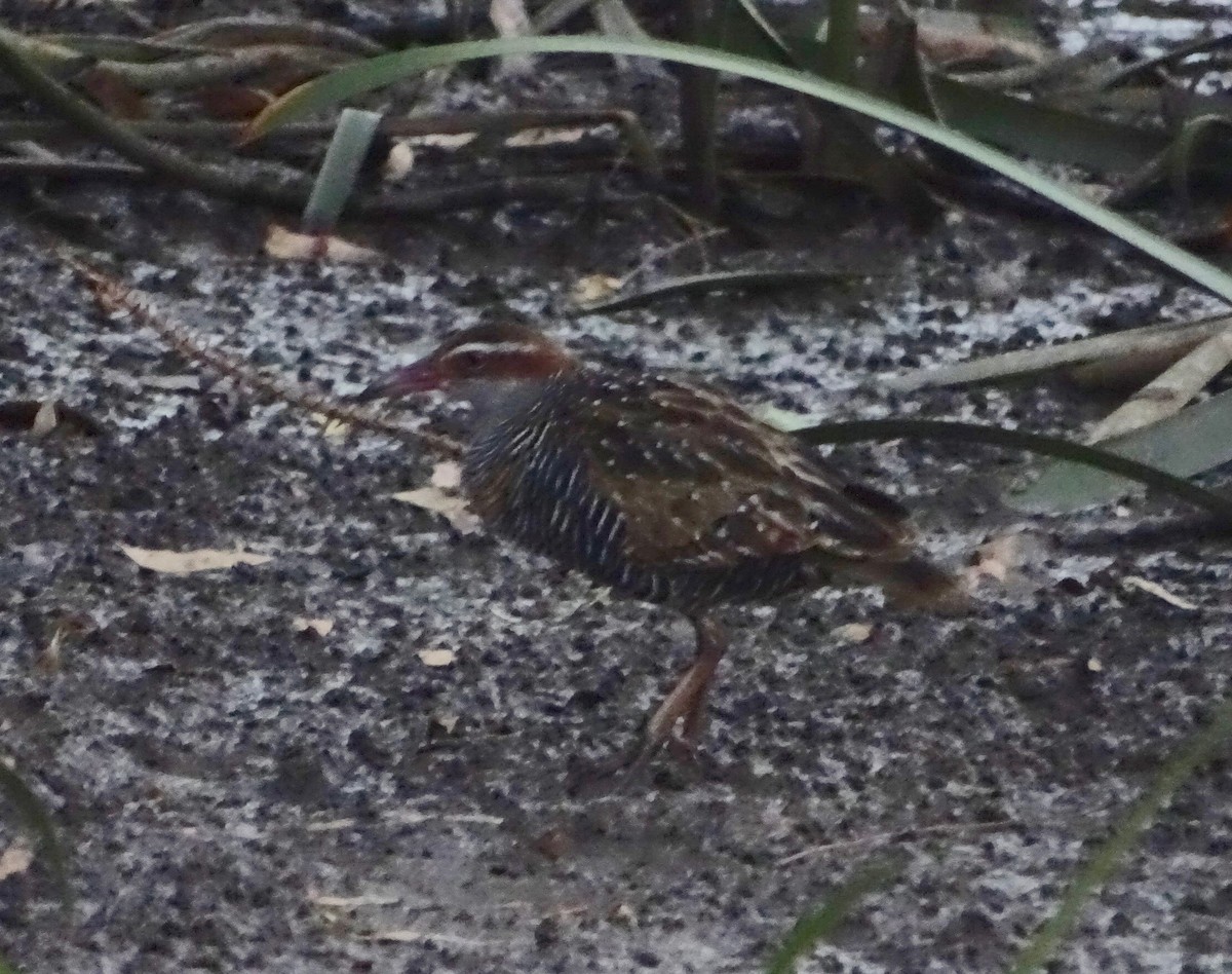 Buff-banded Rail - Tom May