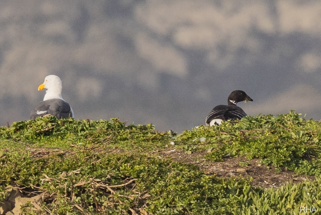 Хар толгойт галуу - ML406192981