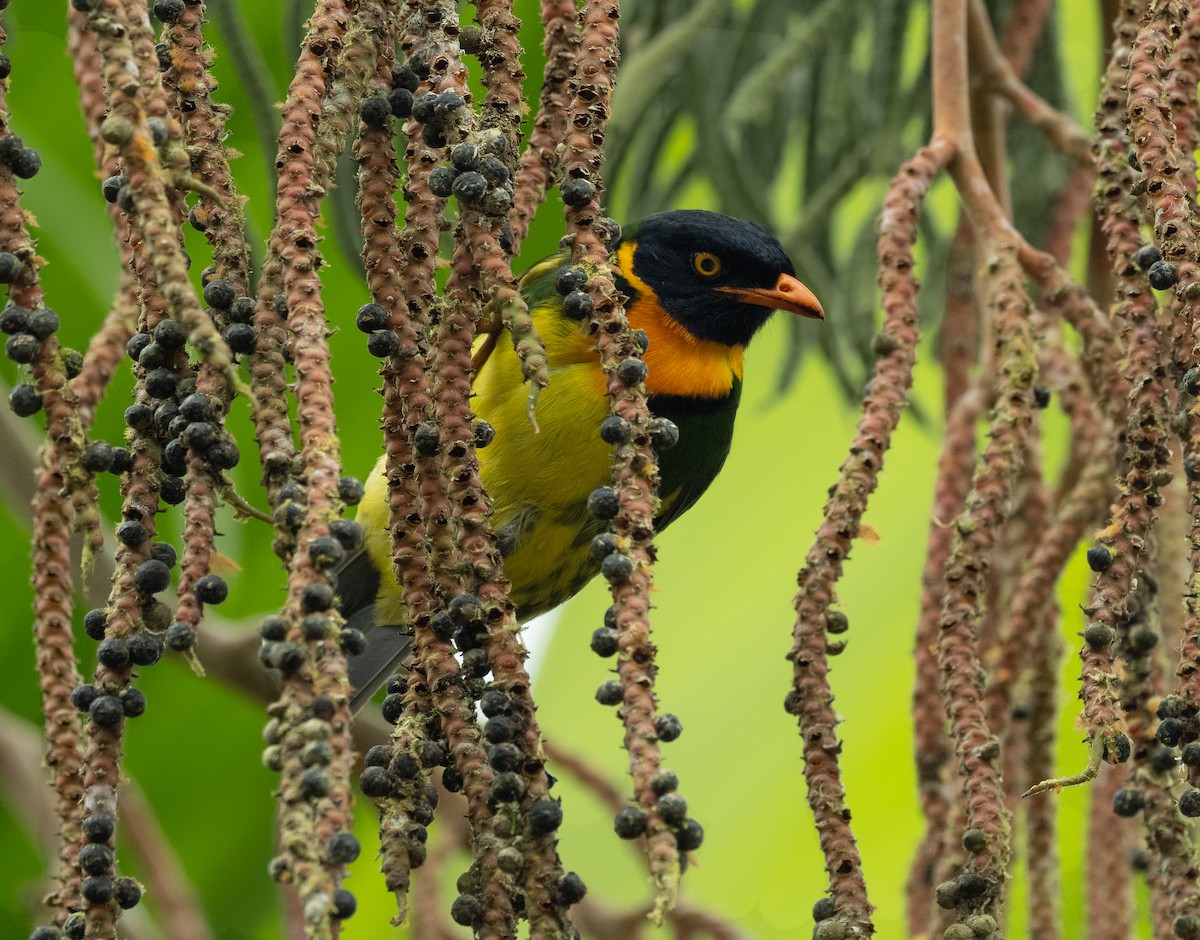 Orange-breasted Fruiteater - ML406194191