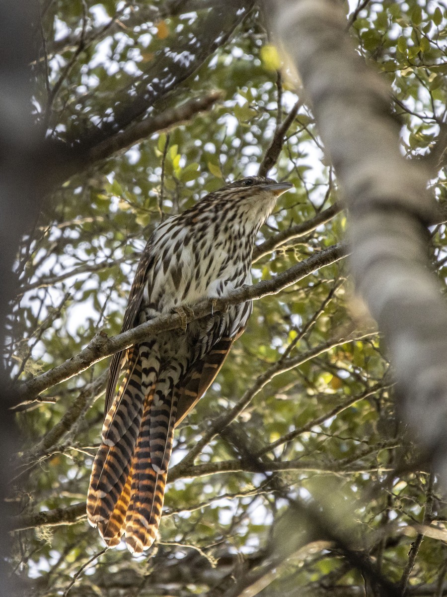 Long-tailed Koel - ML406194331