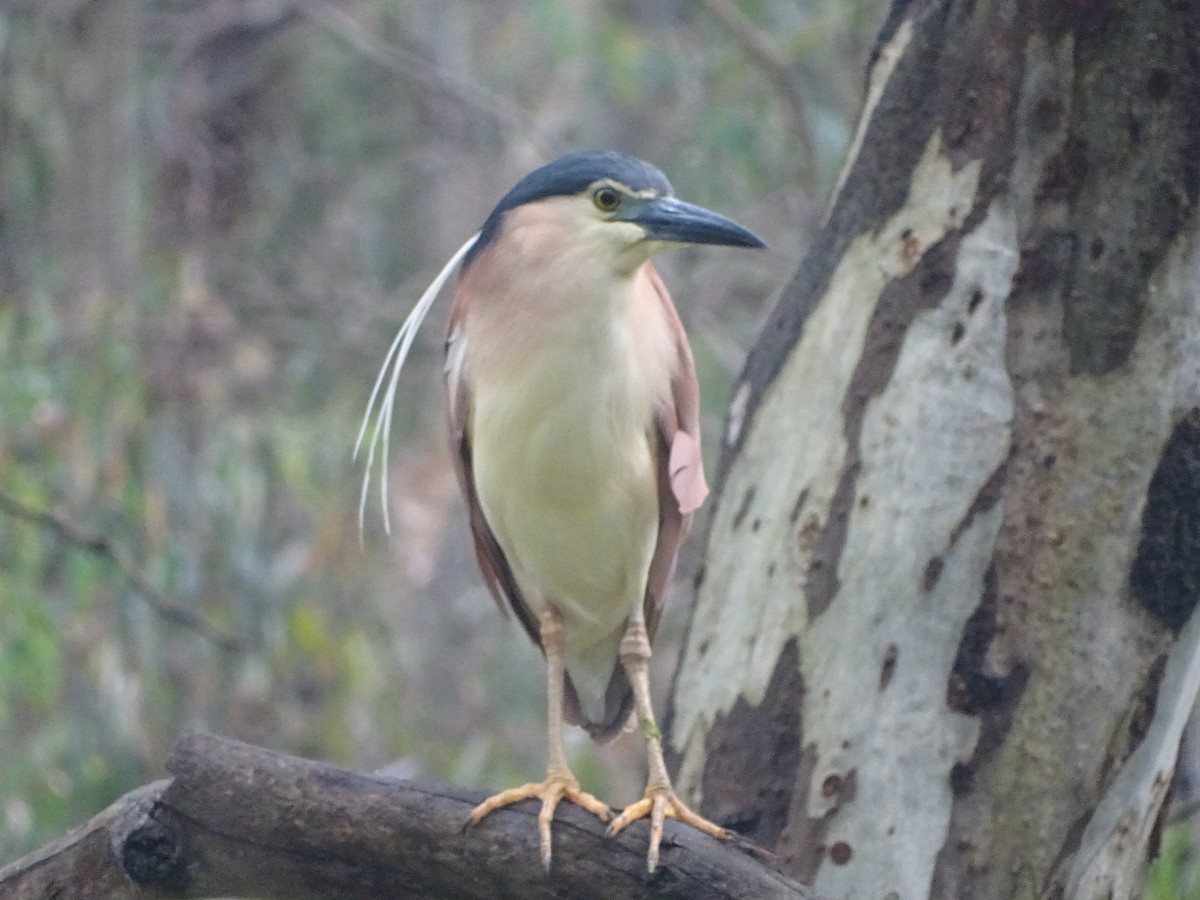 Nankeen Night Heron - Tom May