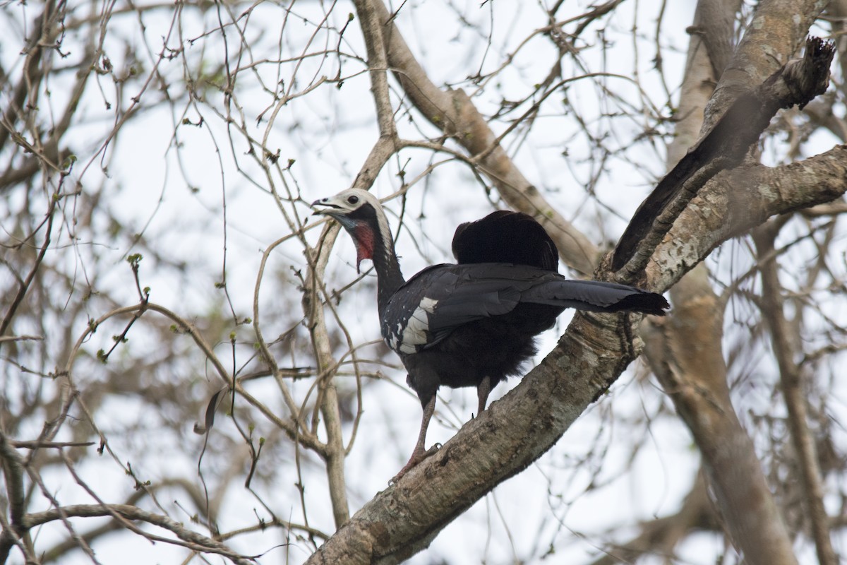 Red-throated Piping-Guan - ML406194721