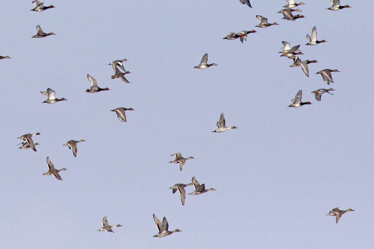 Canard pilet - ML406195251