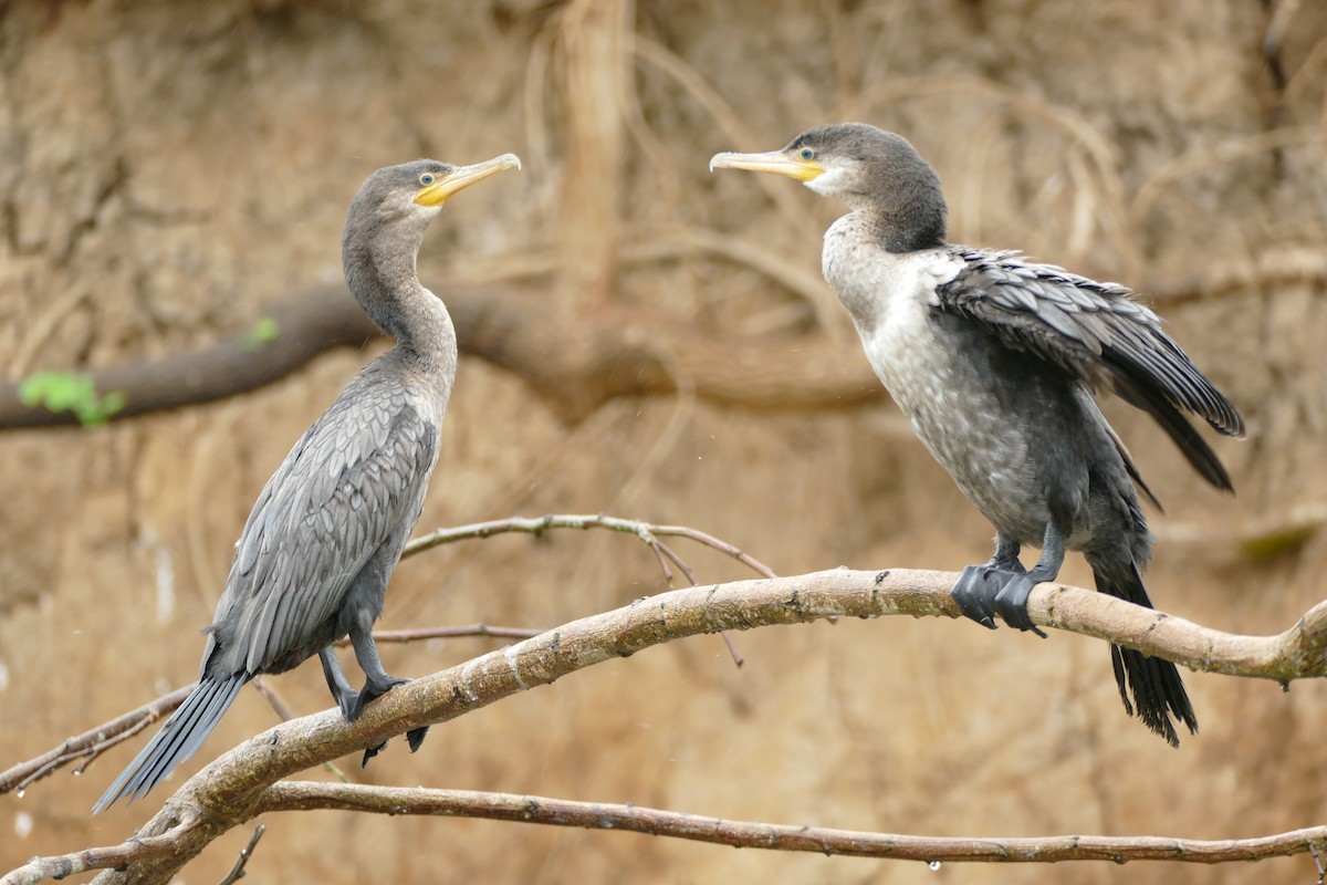 Neotropic Cormorant - ML406198171