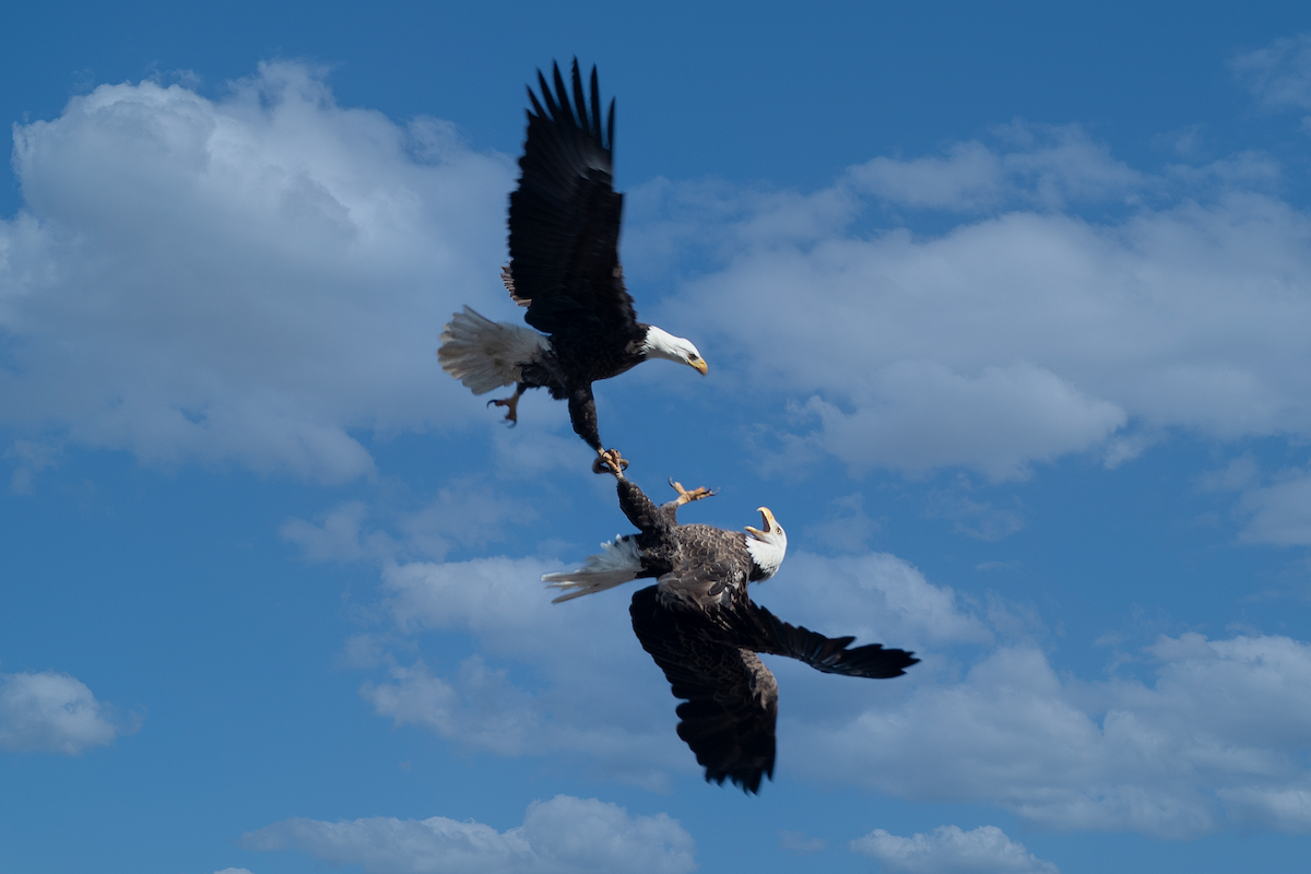 Bald Eagle - ML406199461