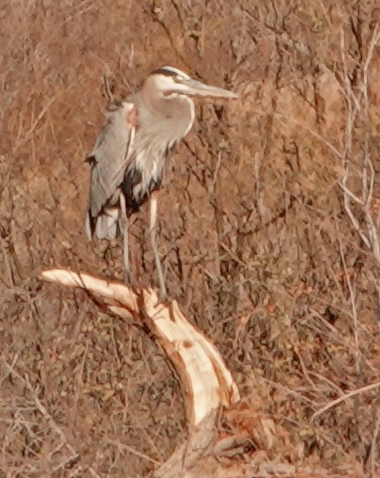 Great Blue Heron - ML406200141