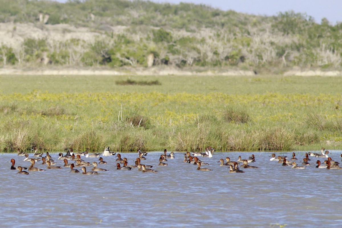 Canard pilet - ML406201051